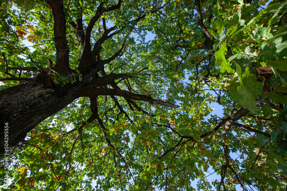 Fototapeta premium foliage of trees in the park in the autumn season