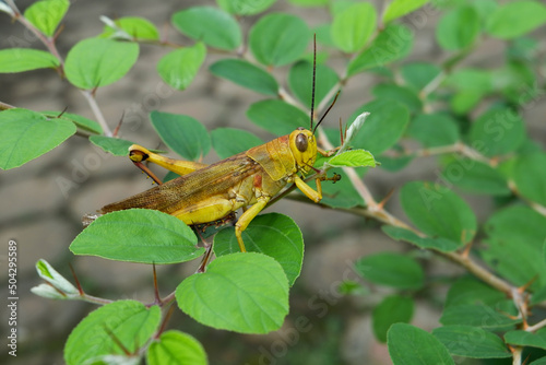 grasshopper on a leaf © Moupz