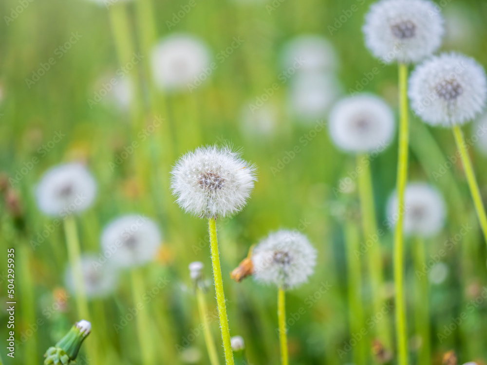 Field with white dandelion flowers. Meadow of white dandelions. Summer field. Dandelion field. spring background with white dandelions. Field with white dandelion flowers. Meadow of white dandelions. Summer field. Dandelion field. spring background with white dandelions.