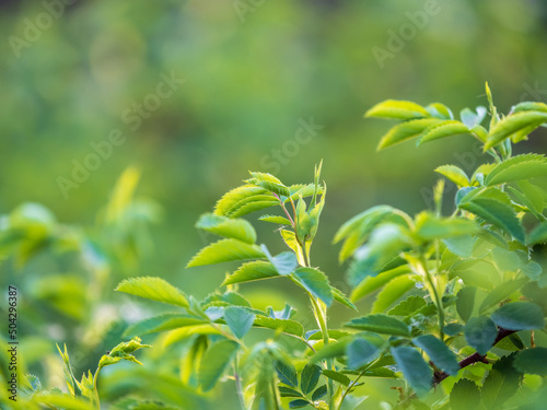 Green bushes with young leaves in the sunset