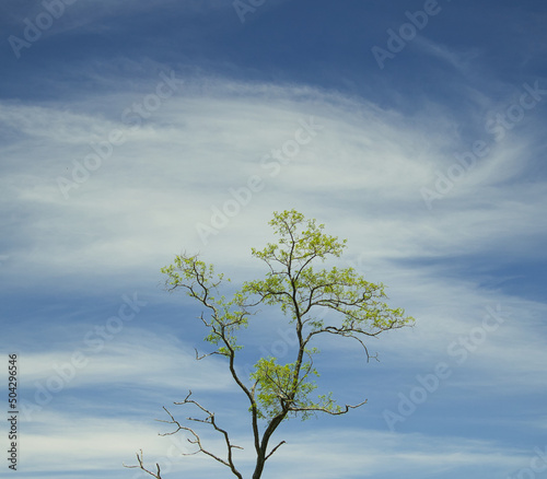 Tree in front of a beautiful blue sky