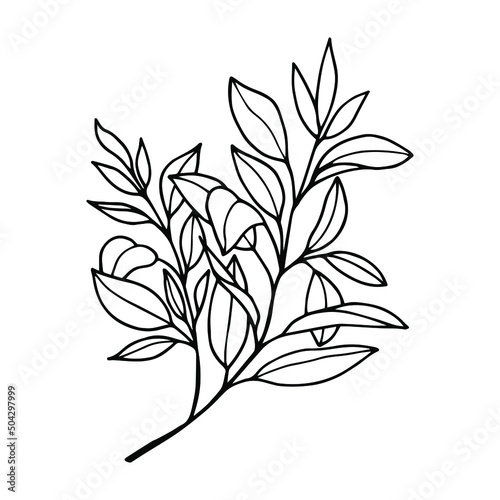 Willow tree branch with leaves. Vector stock illustration eps10. Outline, isolate on white background. Hand drawn. © Yevheniia