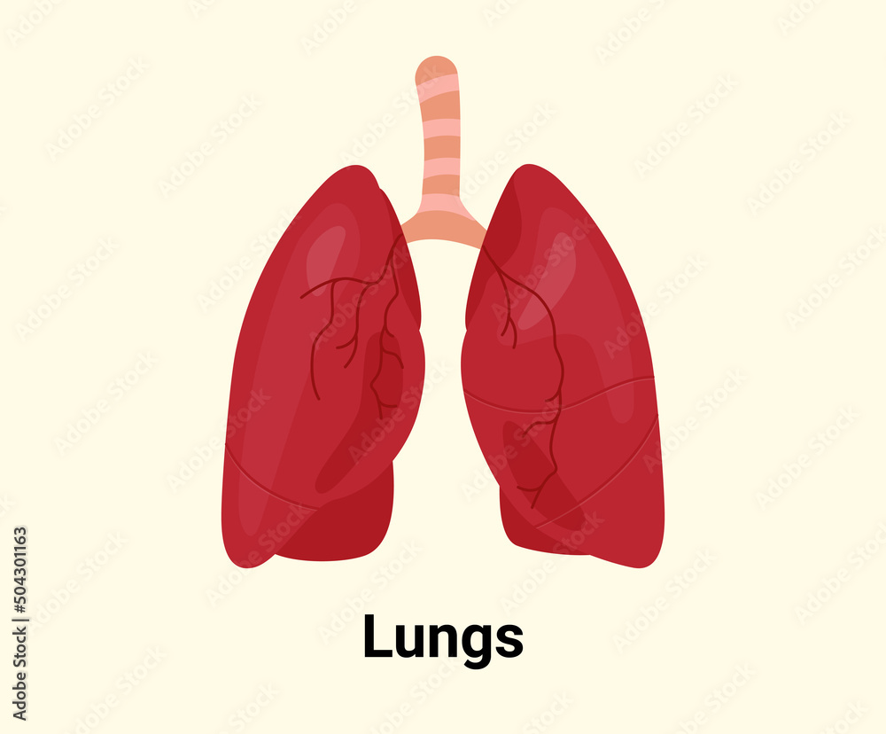 lung illustration set. Human, body Vector drawing. Hand drawn style. lung illustration set. Human, body Vector drawing. Hand drawn style.