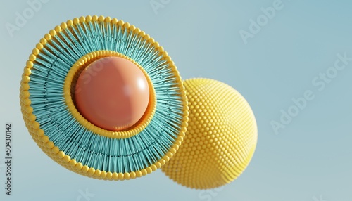 Liposome circular bilayer structure membrane with nucleus. 3d illustration photo