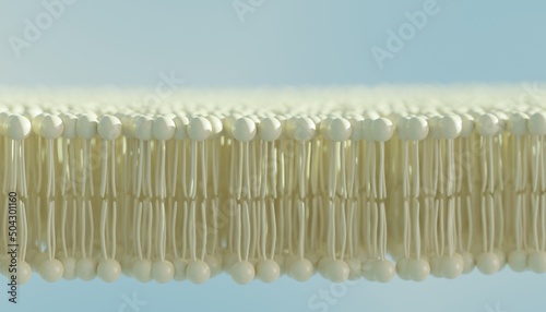 Phospolipids bilayer cell membrane. 3d illustration photo