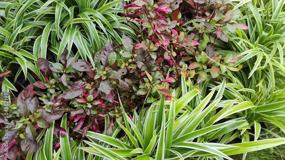 Obraz premium Ornamental plants in the form of shrubs that adorn the garden in the yard of the Pangandaran area, Indonesia