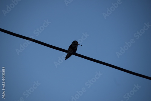 backlight hummingbird portrait over wire with blue sky
