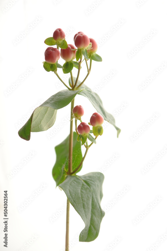 Fototapeta premium Hypericum androsaemum