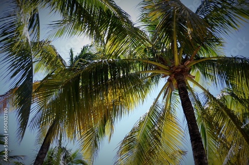 palm tree in the sun © Edgar