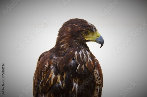portrait of a Hawk