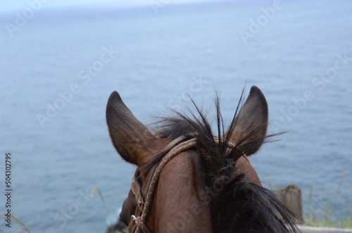 Horse Views