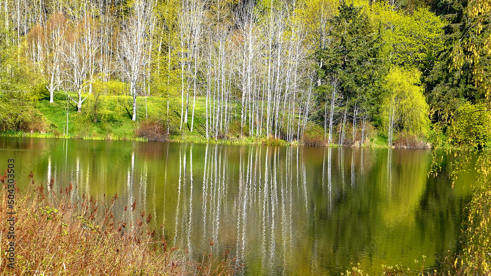 Obraz premium reeds in the lake