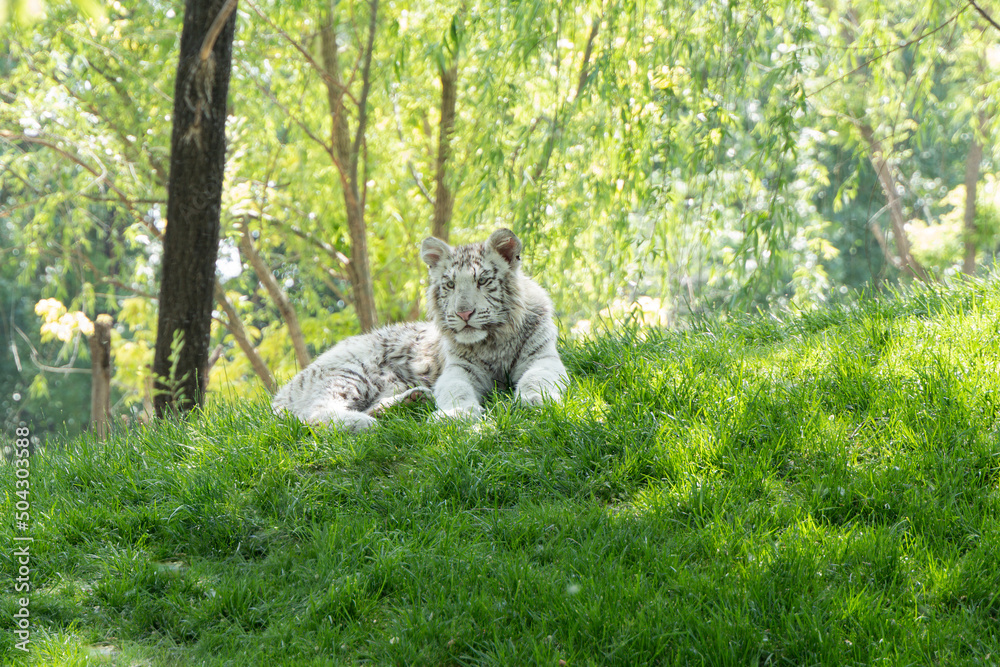 Naklejka premium White tiger Bengal tiger albino breed