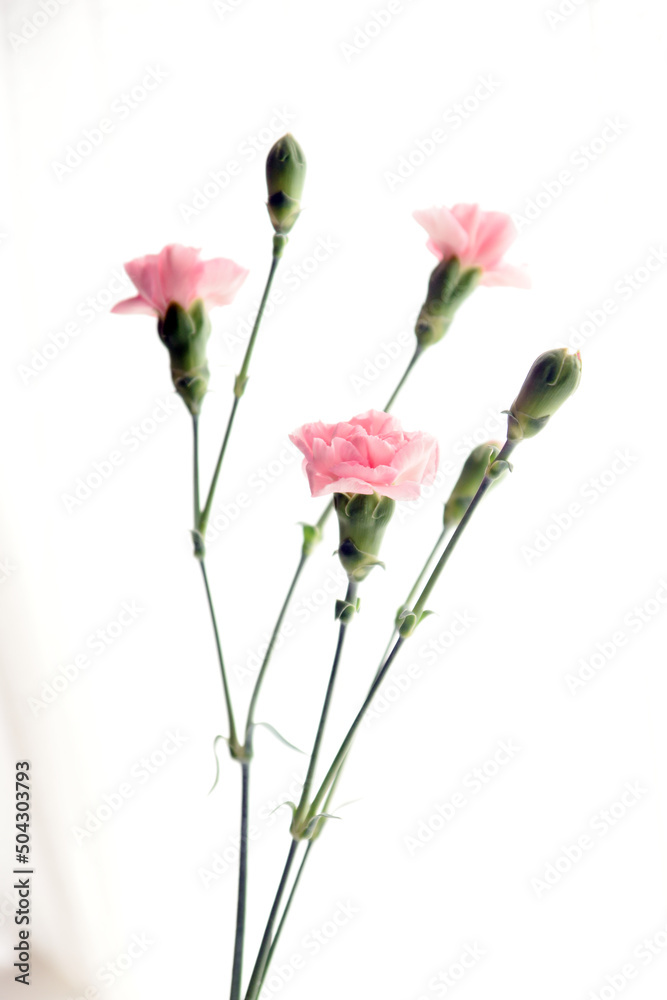 Pink Carnation