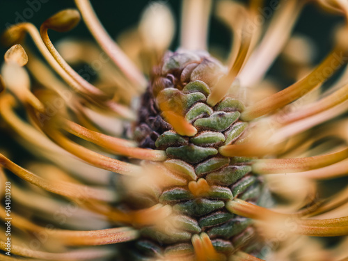 Close up of a banksia flower photo