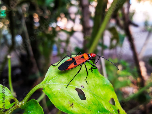 Dysdercus cingulatus, the insect pest of cotton plants is on the leaves in the middle of the garden