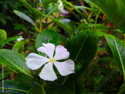 Macro photo of white flower Catharanthus roseus blooming in the garden