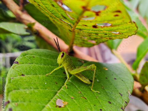 A small green grasshopper is hiding among the leaves