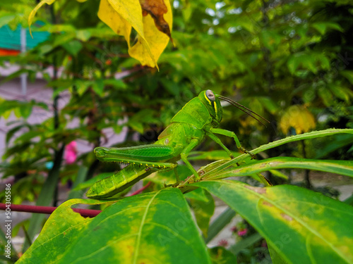 Green grasshoppers on the leaves in the middle of the garden