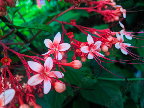 Macro photo of beautiful red pagoda flowers in the garden