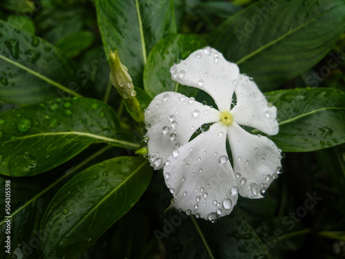 Macro photo of white dewy flower Catharanthus roseus blooming in the garden