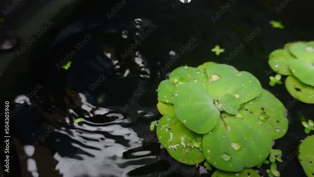 Aquatic plants above the pond that are being exposed to rain Aquatic plants above the pond that are being exposed to rain
