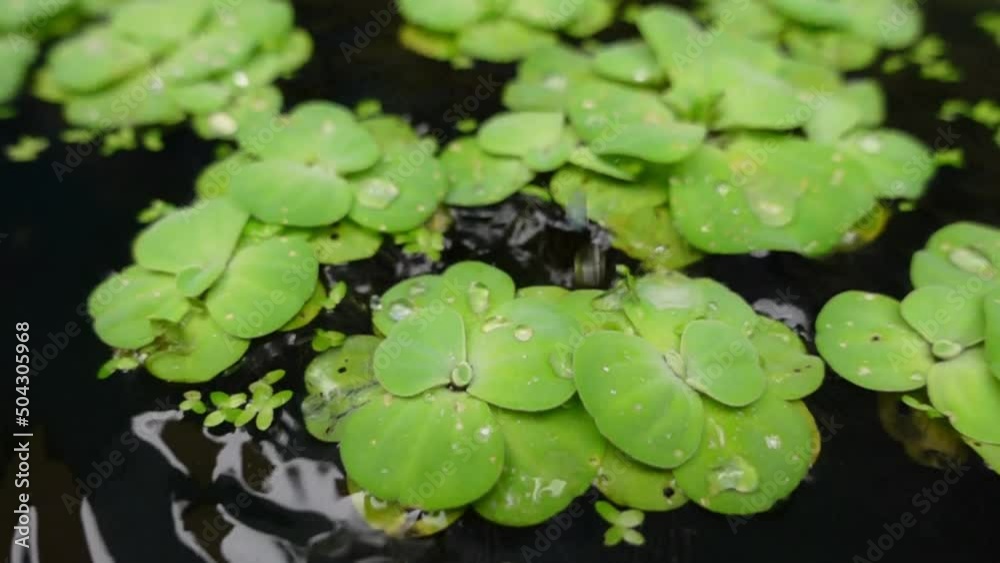 Aquatic plants above the pond that are being exposed to rain Aquatic plants above the pond that are being exposed to rain