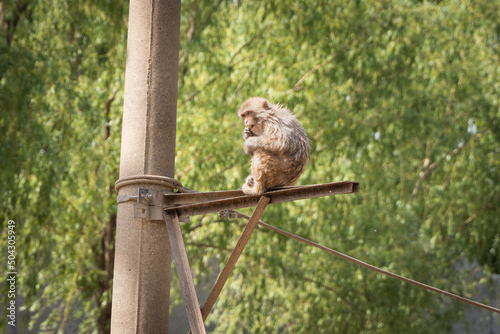 One-eyed macaque eats fruit on a telephone pole