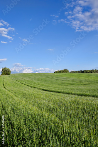 agricultural field where cereal wheat is grown