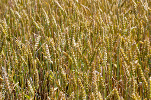 green yellow wheat cereals before harvest photo