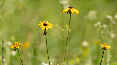 field of dandelions © _b767_