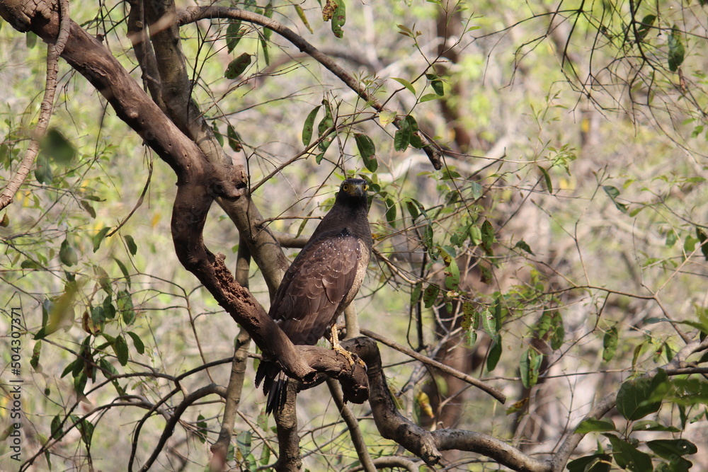 Fototapeta premium bird on a tree