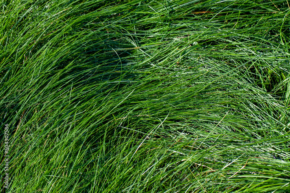 green grass covered with drops of water after rain green grass covered with drops of water after rain