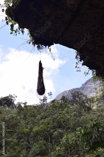 Vegetation along the cliff on Death road, Camino de la Muerte, Yungas North Road between La Paz and Coroico, Bolivia photo