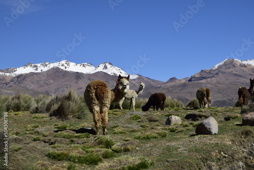 Llamas in front of snow covered vulcano on andean altiplano landscape in Sajama National Park, Bolivia photo