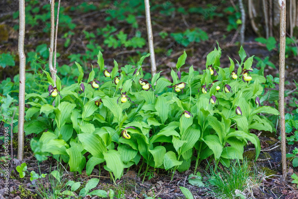 Lady's-slipper orchid flowers in a forest Lady's-slipper orchid flowers in a forest