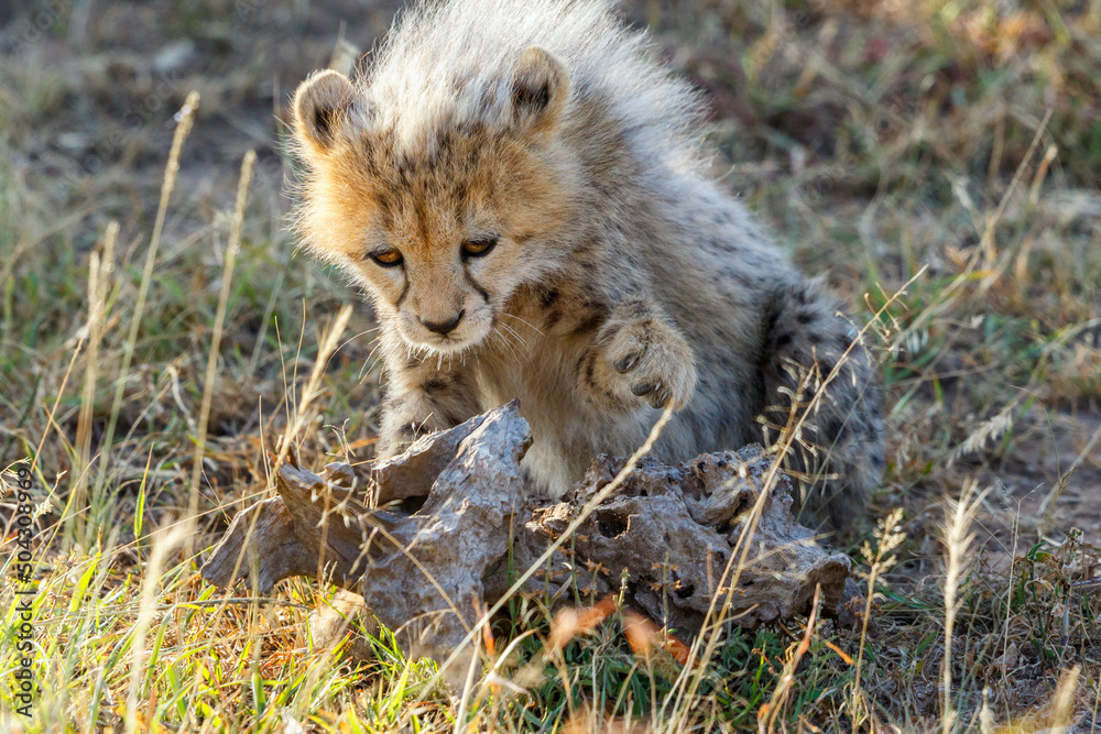 Fototapeta premium Cheetah cub raises his paw against a piece of wood