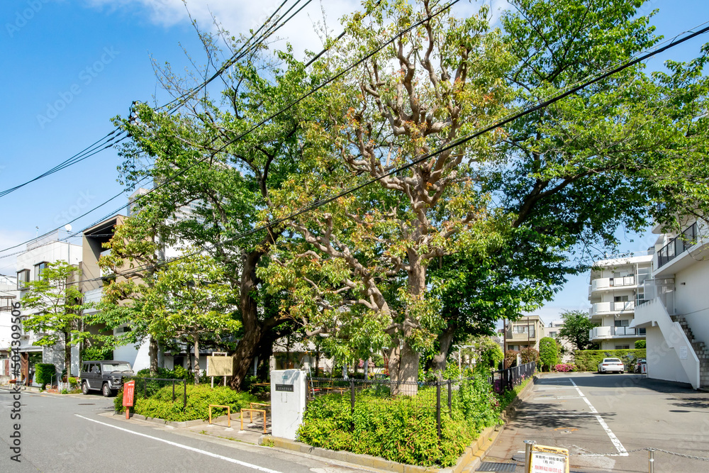 東京都目黒区立茶屋坂児童遊園 東京都目黒区立茶屋坂児童遊園