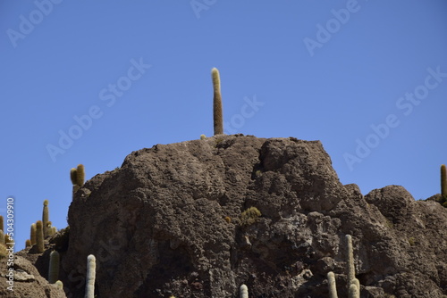 Cacti on the Isla Incahuasi within the worlds largest salt flats, Salar de Uyuni in Bolivia photo