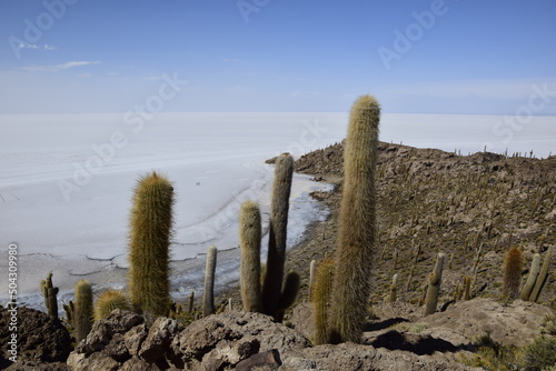 Cacti on the Isla Incahuasi within the worlds largest salt flats, Salar de Uyuni in Bolivia photo