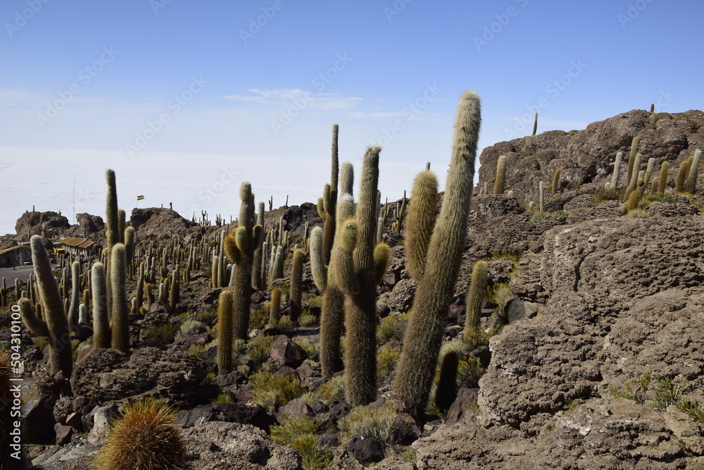 Cacti on the Isla Incahuasi within the worlds largest salt flats, Salar de Uyuni in Bolivia Cacti on the Isla Incahuasi within the worlds largest salt flats, Salar de Uyuni in Bolivia