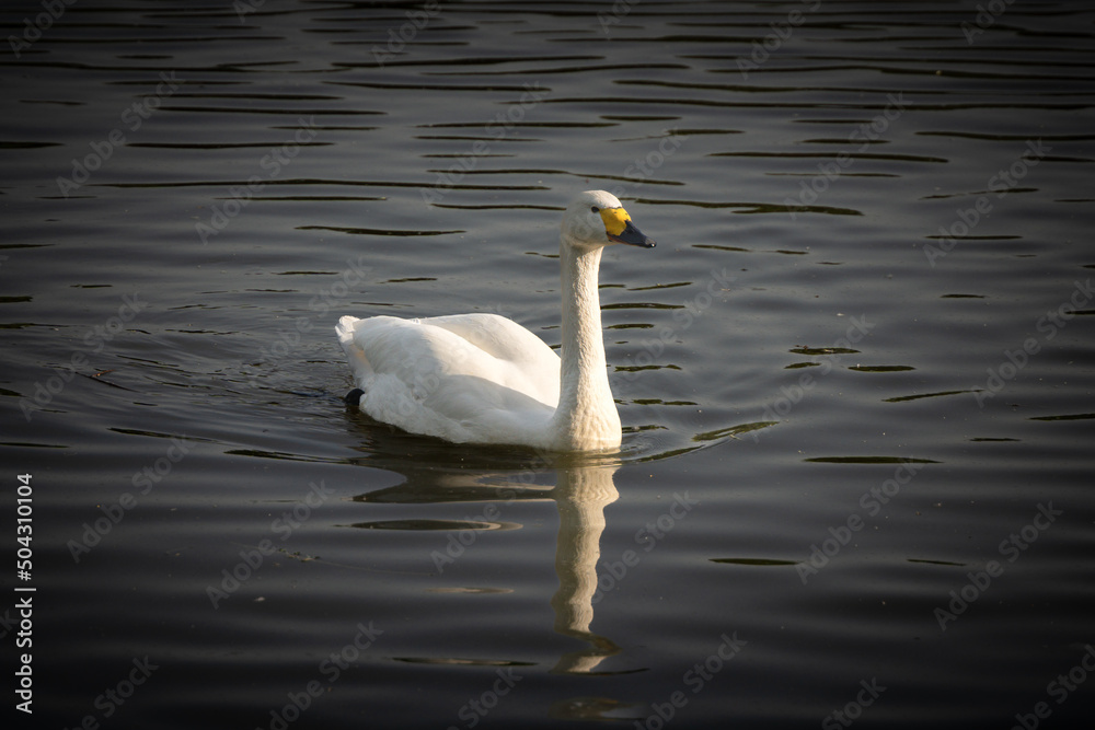 White swan swimming in the water in the evening White swan swimming in the water in the evening