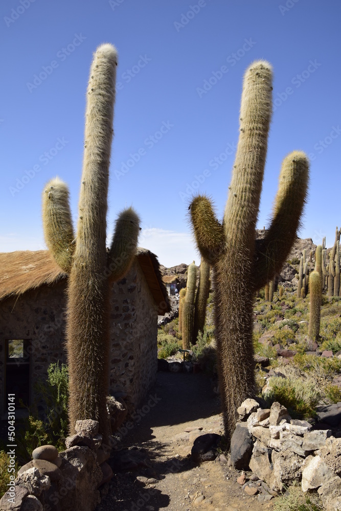 Cacti on the Isla Incahuasi within the worlds largest salt flats, Salar de Uyuni in Bolivia