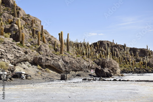 Isla Incahuasi in the middle of the world's biggest salt plain Salar de Uyuni, Bolivia. photo