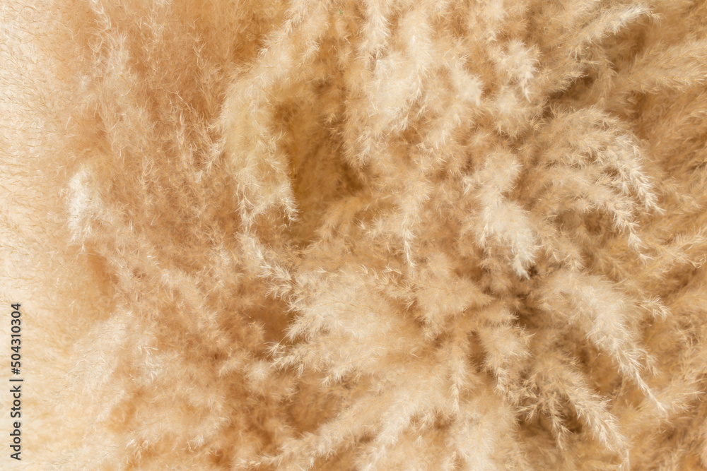 Pampas grass neutral beige color background close-up. Plant texture. Scandinavian minimalistic home design poster Pampas grass neutral beige color background close-up. Plant texture. Scandinavian minimalistic home design poster