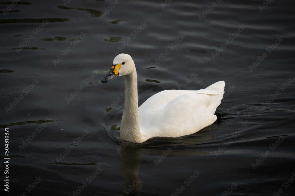 White swan swimming in the water in the evening White swan swimming in the water in the evening