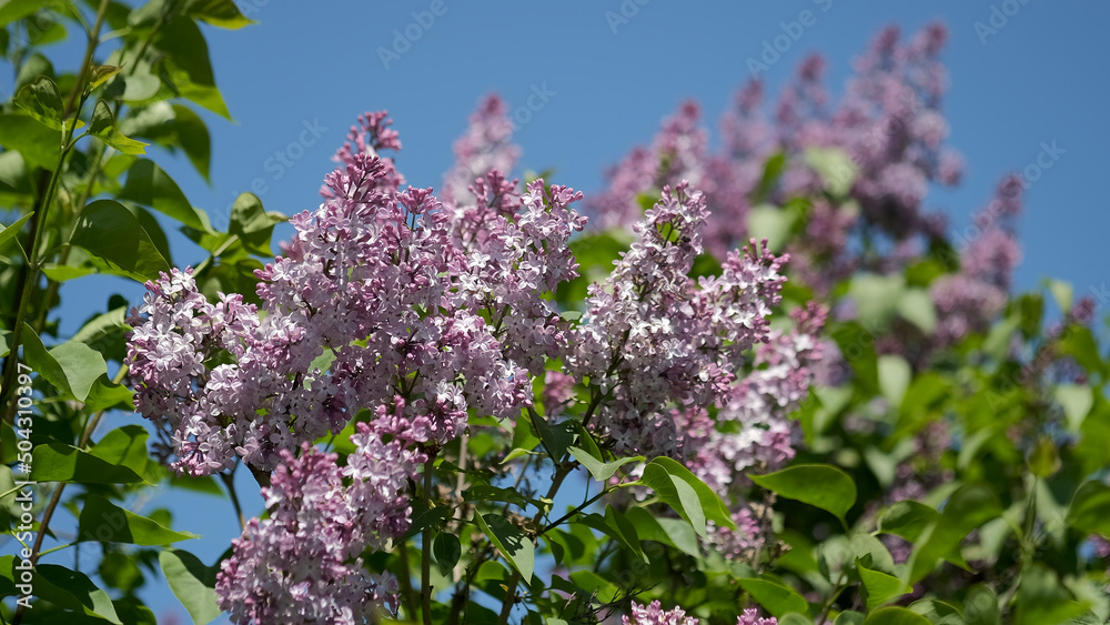 Blooming lilac tree close up agains blue sky