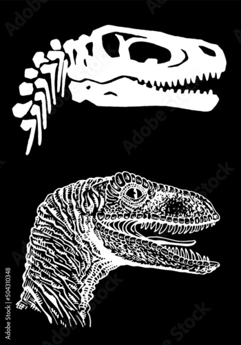 Graphical portrait  and skull of raptor  isolated on black background, vector illustration, dinosaur