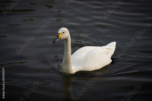 White swan swimming in the water in the evening