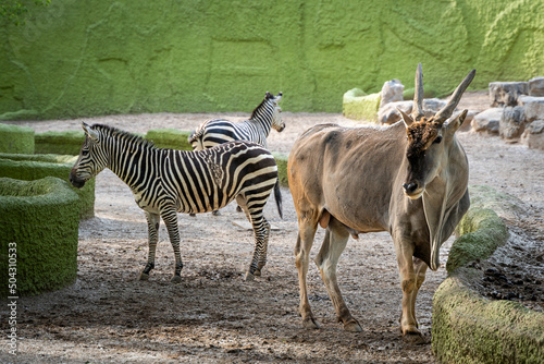 Fototapeta Naklejka Na Ścianę i Meble -  antelope zebra wildebeest